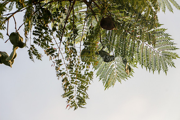Jacarandah Ferns - Early Morning 2