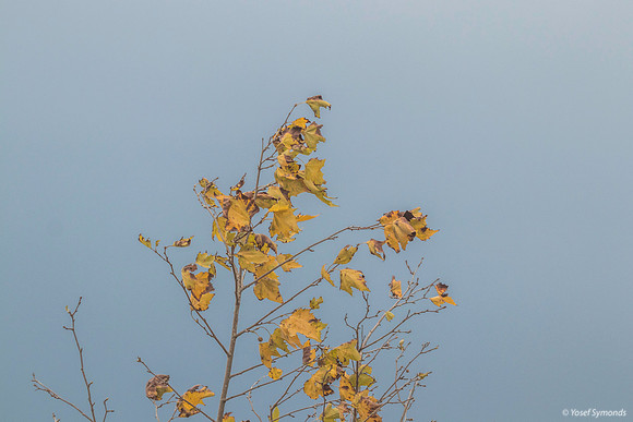 Incoming Storm Gives Leaves a Pastel Background 191015-1