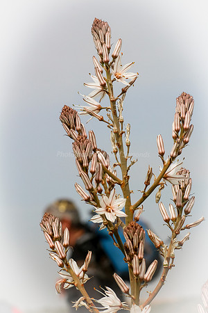 Asphodel 3