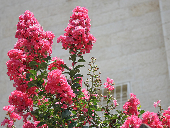 Pink Flowers in Front of Building 1