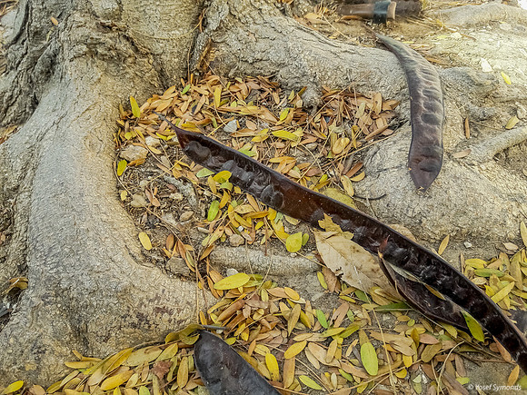 Roots of Urban Carob  Tree 3