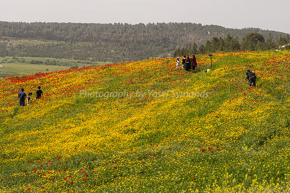 Portraits in Poppy Field 180323-4
