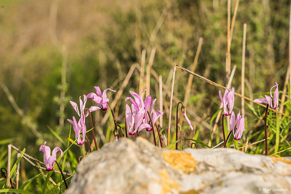 Pink Cyclamen Behind Rock 200216-13
