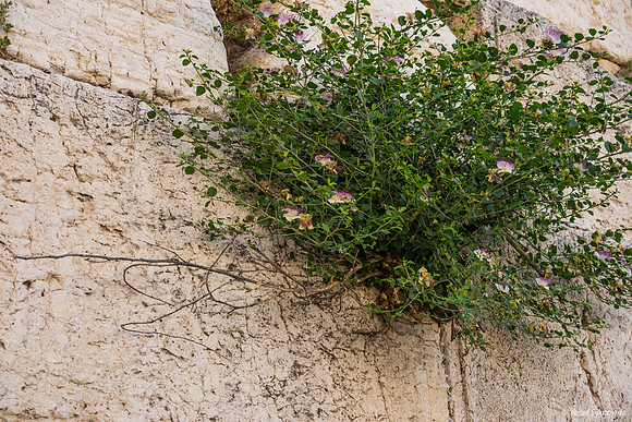 Cracks in Western Wall 190610-1
