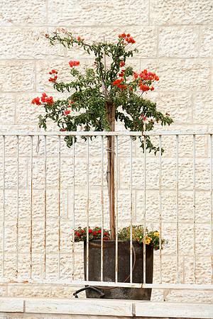 Flower Pot Brightening Up a Wall