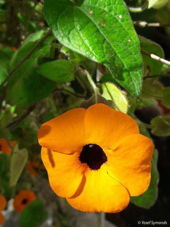 Black-Eyed Susan 200304-1
