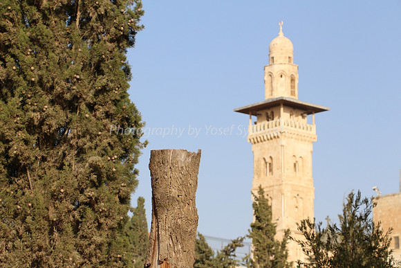Sawn Trunk and Antonia Fortress in Background