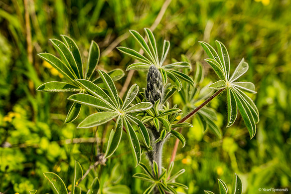 Lupin Yet To Hatch 200216-5