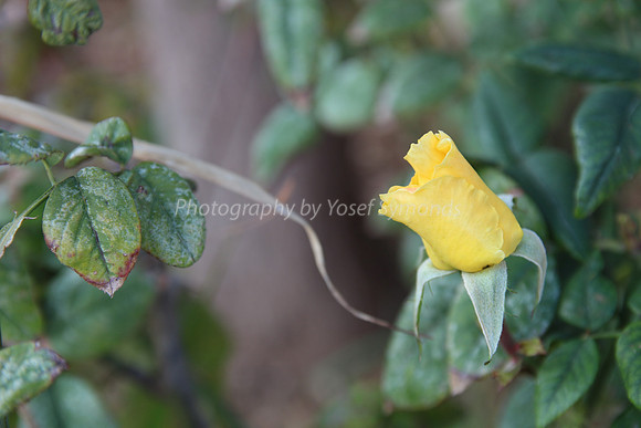 140103-Flowers_RoseBuds-8517