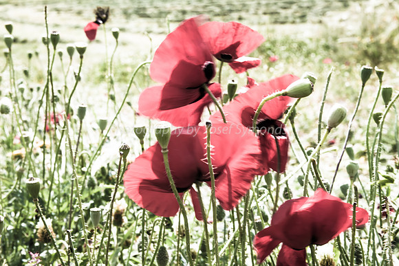 Proud Poppies 180405-4
