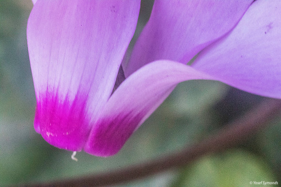 Pink Cyclamen 200216-1