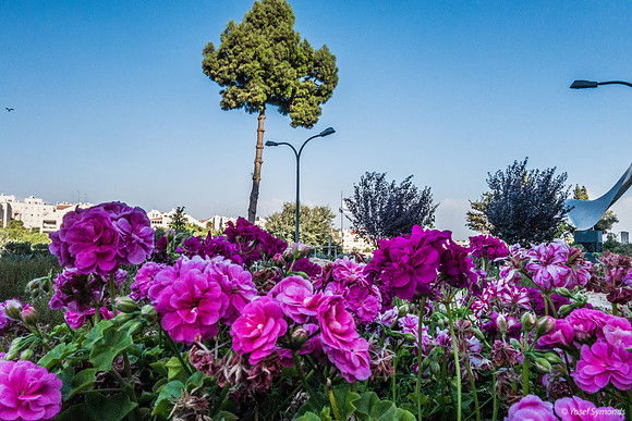 Hospital Flowers with Beit Hakerem in Background 190819-2