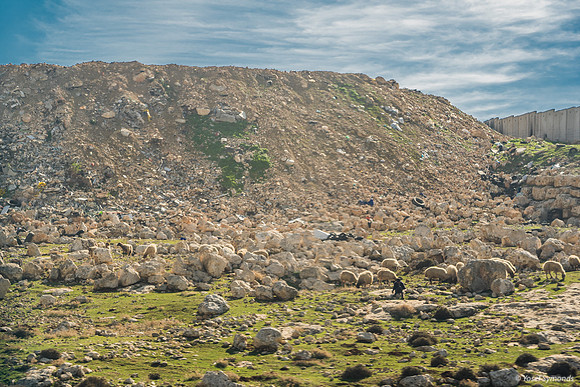 Shepherd and Flock 230111-1