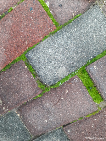 Moss Cracks 200113-6