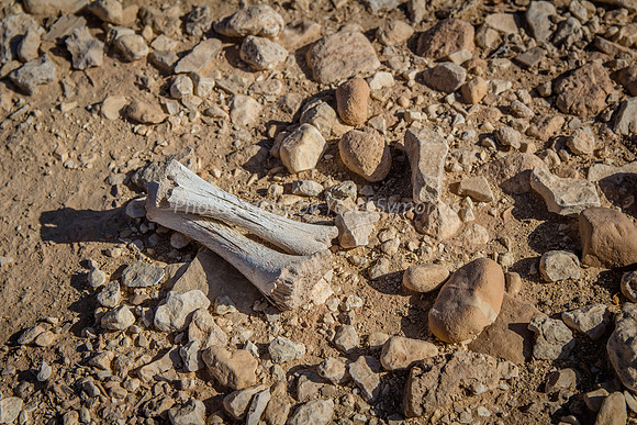 Animal Bones in Negev 2