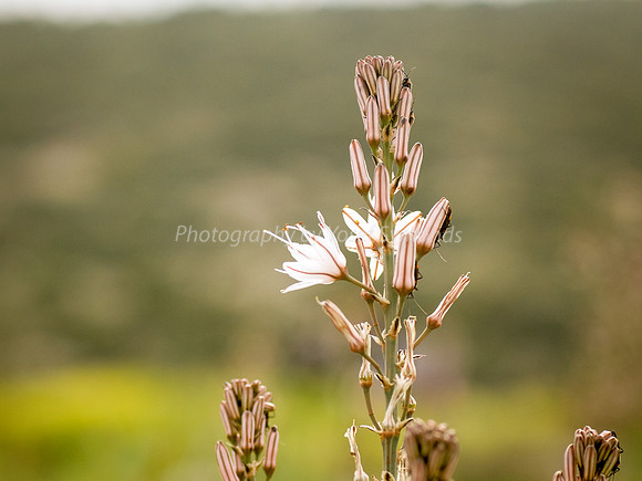 Asphodel 20