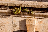 Plants Growing in Lintel Above Mercy Gate Arch