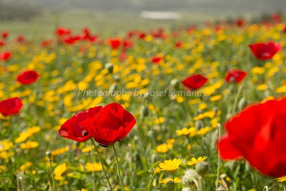 Poppy Field in Daisies 180323-2