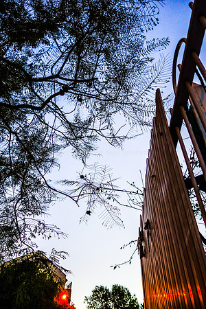 Jacarandah Web & Fence 161129-3