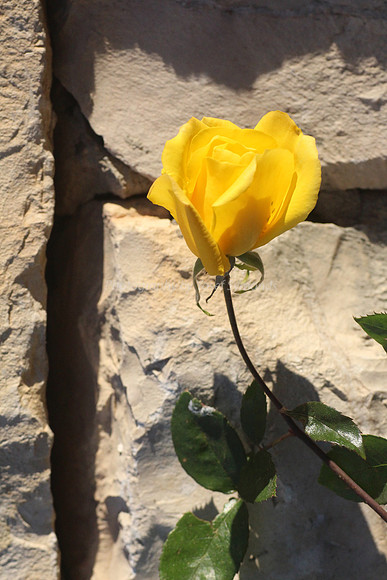 150201-Rose_Flower0720