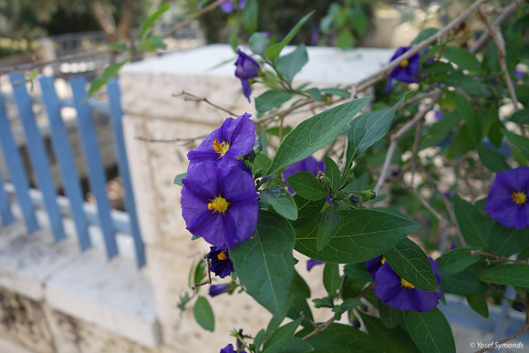 Violet Flower 2