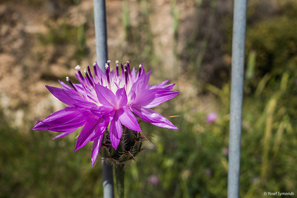 Scotch Thistle Refaim Street Beit Shemesh 190407-2