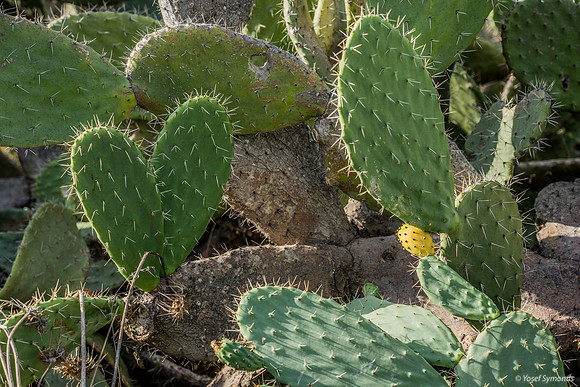 Cactus 191121-1