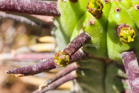 170414-CactusGarden-9999_21-2