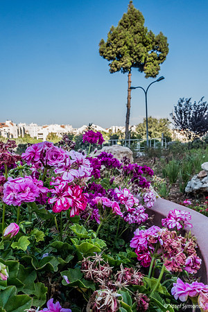 Hospital Flowers with Beit Hakerem in Background 190819-3