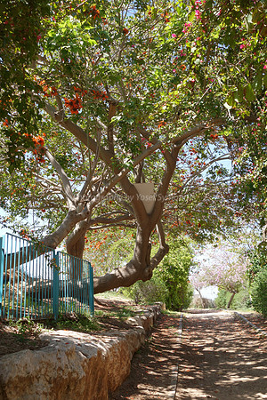 Enchanted Lane 9