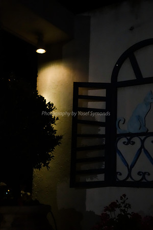 Night Cat 3