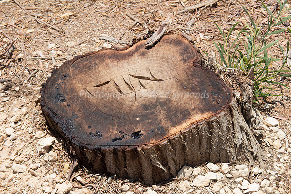 Tree Stump - Grofit