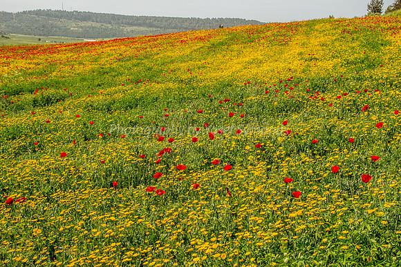 Poppies on the Slope 180323-7