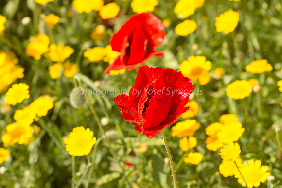 Stars of Poppy Field  180323-1