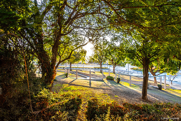 Morning Sunlight Park HaBesor 250105-1