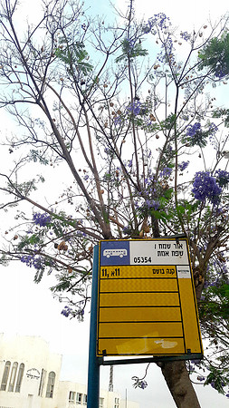 Bus Stop and Jacaranda - Nachala Umenucha 2