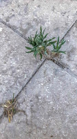 Cracks 170709-2