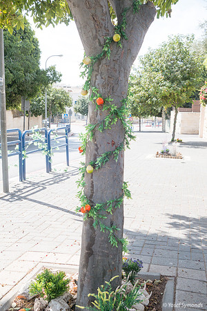 Sukkah Celebrations Spill Over to Tree 191018-1