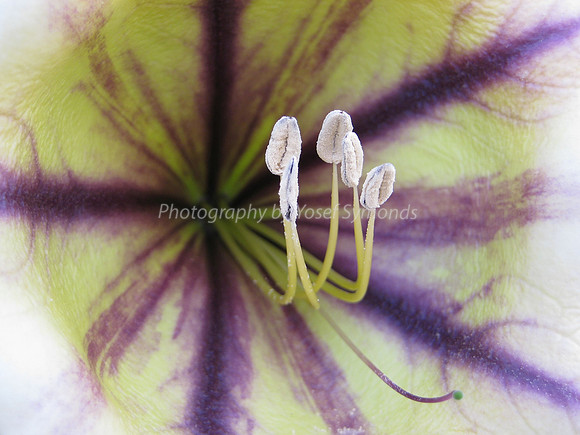 Flower Stamens