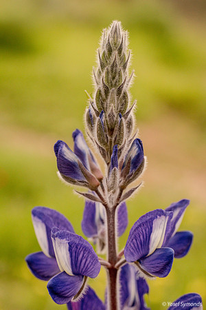Young Lupin 180208-11
