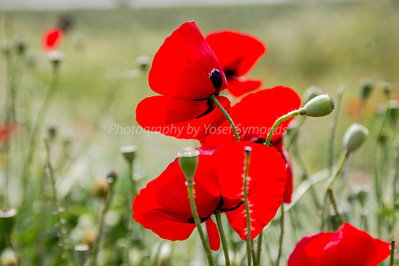 Proud Poppies 180405-6