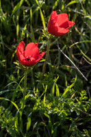 Pair of Anemones 200216-2