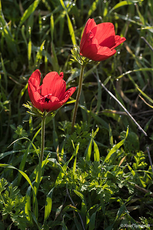 Pair of Anemones 200216-2