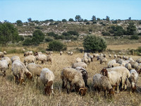 Sheep Grazing in Field (Close) 060519-60