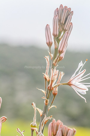 Asphodel 15