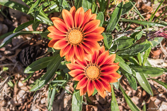 Gazania Flowers 200228-2