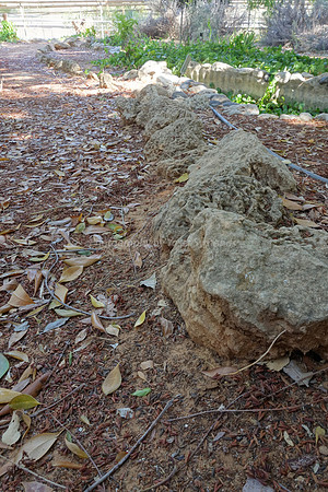 Leafy Path 5