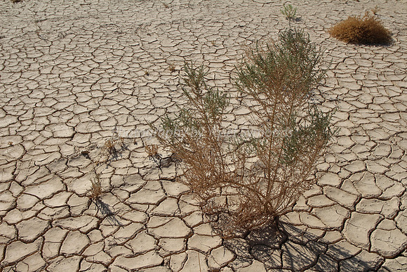 Parched Earth in Negev 150930-1