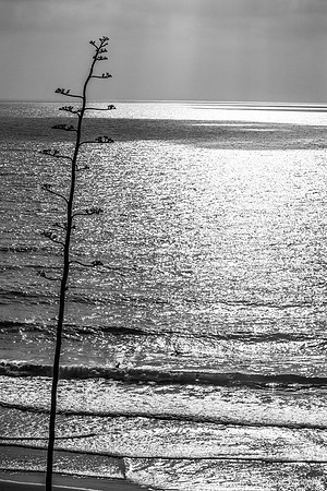 Seascape from Shaked Tayelet 190804-1
