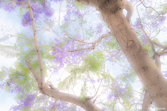 Maor Jacarandas Abstract 200528-3